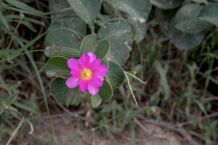 紫色 植物 森林 草地 季节 颜色 盛开 野花 开花 花园