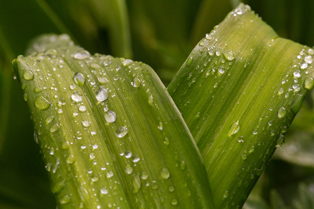 水滴 反射 植物 浸湿 百合花 滴下 露水 下雨 滴水 特写镜头