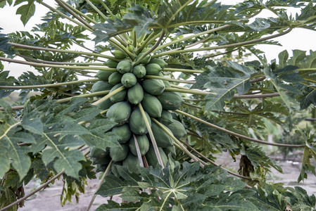 自然 植物学 特写镜头 夏天 甜的 种植园 农场 成长 植物