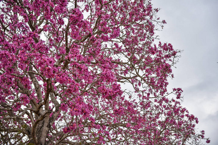 植物区系 紫色 自然 春天 粉红色 季节 分支 美丽的 公园