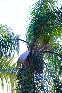 天空 自然 夏天 植物区系 水果 分支 植物学 棕榈 植物