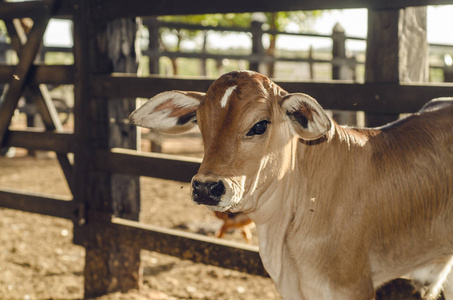 乳制品 奶牛 领域 农场 牲畜 牧场 可爱的 有趣的 草地