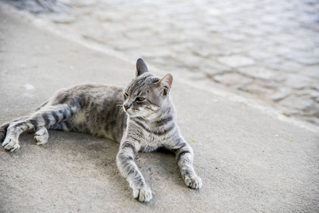 外部 斑猫 哺乳动物 毛皮 面对 头发 可爱的 漂亮的 毛茸茸的