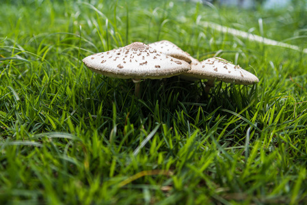 蘑菇 真菌 秋天 颜色 木材 食物 野生动物 苔藓 植物