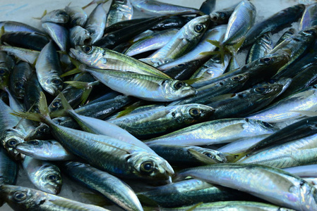 营养 饮食 贻贝 西班牙 动物 海鲜 海洋 抓住 海的 自然