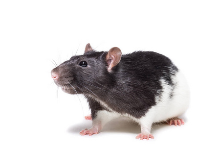  rat isolated on white background