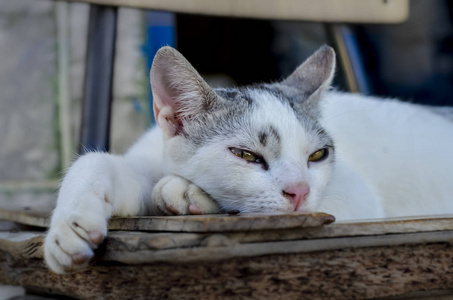 动物 小猫 毛茸茸的 自然 漂亮的 哺乳动物 宠物 基蒂