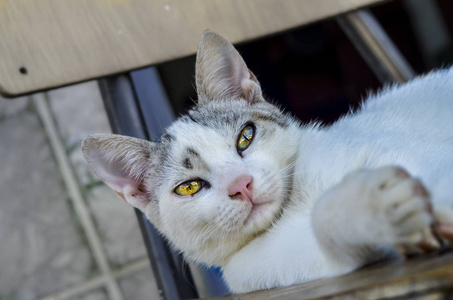 毛茸茸的 猫科动物 面对 基蒂 肖像 可爱极了 哺乳动物