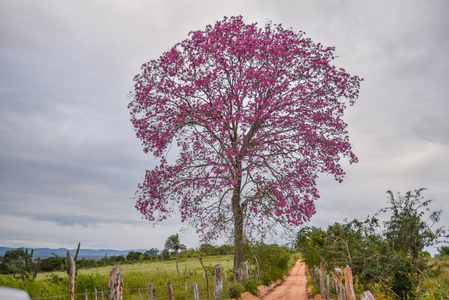 粉红色 开花 花园 植物 乡村 风景 季节 美丽的 花的