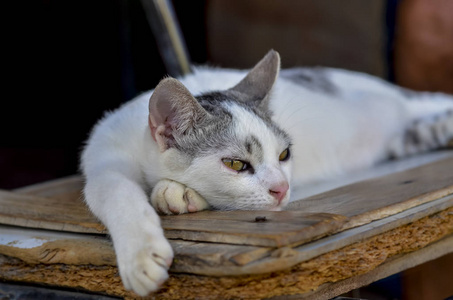 面对 毛茸茸的 宠物 美丽的 小猫 睡觉 头发 猫科动物