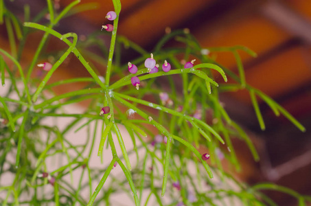 美女 植物 花园 植物学 季节 花的 美丽的 植物区系 颜色