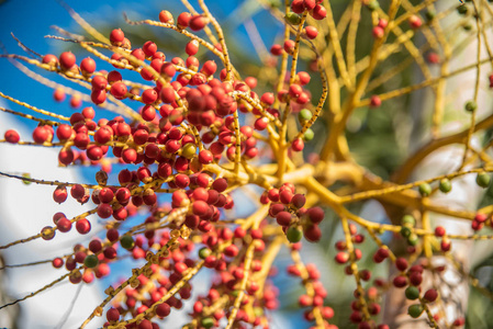 水果 秋天 分支 特写镜头 季节 灌木 美丽的 天空 植物