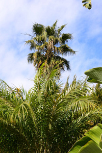 棕榈 生长 自然 夏天 植物学 分支 季节 植物 风景 特写镜头