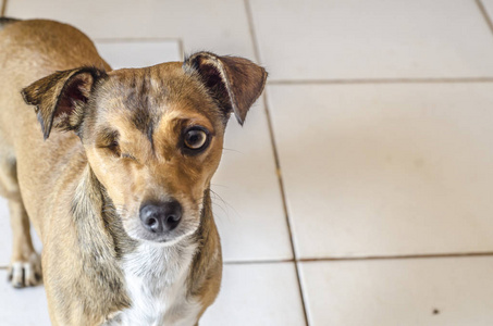 眼睛 地板 动物 宠物 小狗 射击 犬科动物 美丽的 繁殖