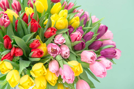 郁金香鲜花清新的春天花束柔和柔和的颜色照片