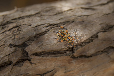 花园 昆虫 美女 自然 特写镜头 蚂蚁 美丽的 野生动物