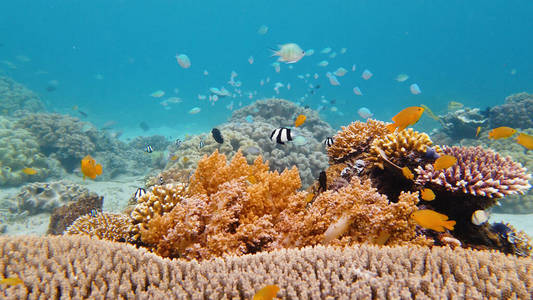 珊瑚礁和热带鱼。莱特，菲律宾。