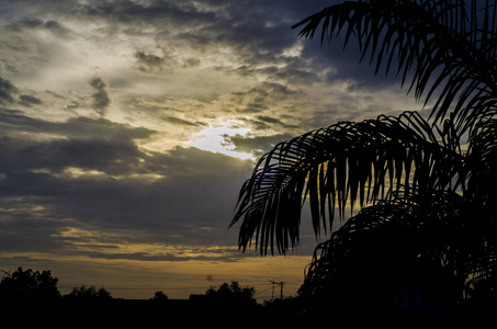 旅行 夏天 傍晚 椰子 轮廓 日出 黄昏 天堂 棕榈 早晨