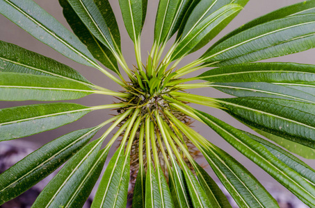 花园 森林 公园 颜色 棕榈 美丽的 树叶 植物学 自然