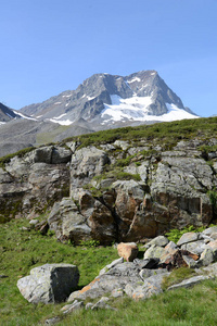 自然 风景 乡村 蒂罗尔 高的 阿尔卑斯山 刀片 提示 奥地利人