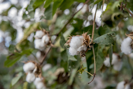 自然 可爱的 水果 春天 昆虫 公园 颜色 特写镜头 季节