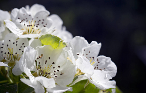 盛开 植物 公园 粉红色 花瓣 樱桃 杏仁 植物学 春天