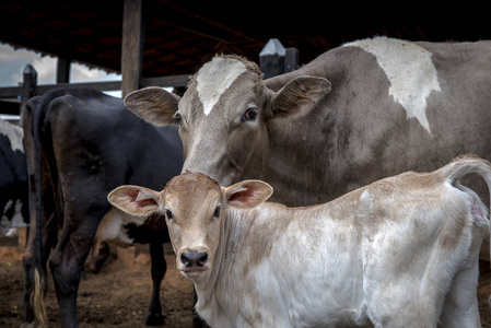 奶牛 牧场 哺乳动物 自然 领域 农业 农事 风景 牛奶