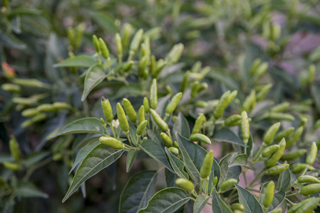 食物 草本植物 花园 分支 植物区系 生长 领域 蔬菜 夏天