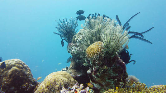 珊瑚礁和热带鱼。莱特，菲律宾。