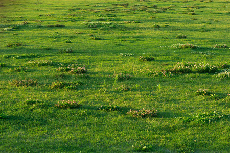 草地上有野花的绿草