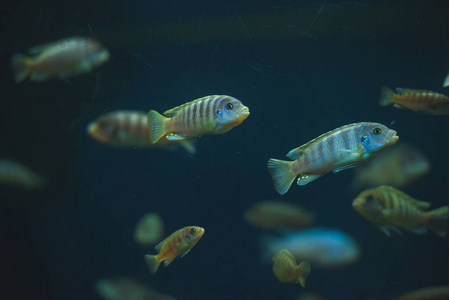 水下 动物 鱼类 海雀 水族馆 美丽的 美女 水肺 海洋馆