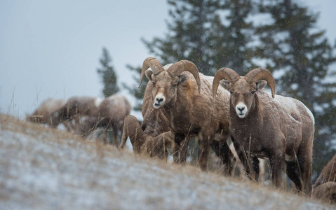 摩羯座 弯曲 落下 雪花 自然 动物 山羊 哺乳动物 登山者