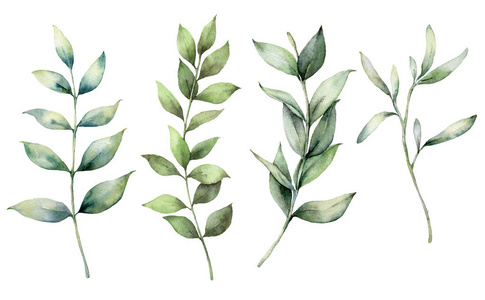 手工绘制的桉树浓密的树枝和树叶孤立在白色的背景上.