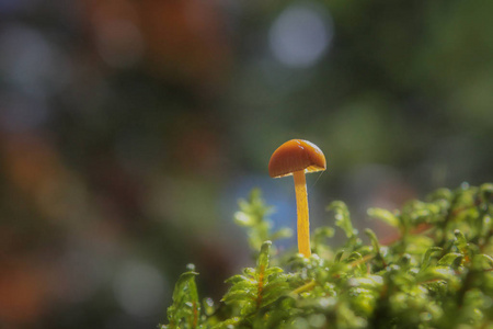 美国 地面 植物 落下 森林 秋天 季节 特写镜头 美女