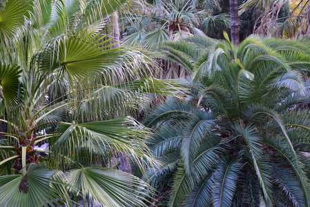 美丽的 分支 假期 海滩 天空 棕榈 植物区系 天堂 夏天