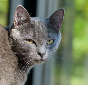 窗口 毛茸茸的 可爱的 可爱极了 小猫 猫科动物 络腮胡子