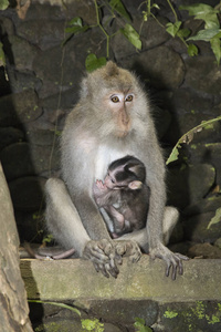 印度尼西亚 在里面 亚洲 毛皮 类人猿 母亲 面对 森林