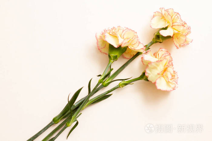 白色背景上有三朵粉红色康乃馨花