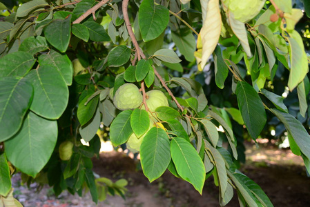 西班牙 植物区系 农场 水果 收获 树叶 自然 农业 食物