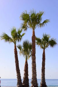 假日 旅行 假期 海洋 棕榈 海滩 旅游业 太阳 夏天 海岸