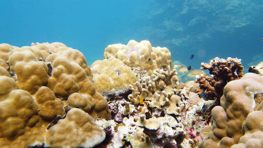 珊瑚礁的海底世界。莱特，菲律宾。