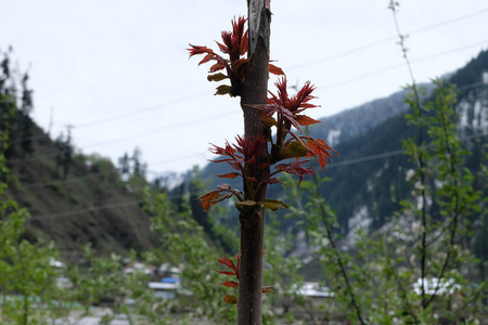 集中 颜色 植物 自然 树叶 太阳 亮点 摄影 风景 早晨