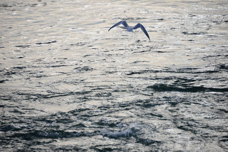 西班牙 海洋 苍蝇 飞行 地中海