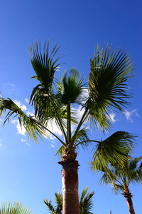 棕榈 植物 分支 季节 森林 夏天 特写镜头 西班牙 树叶