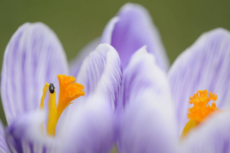春天 繁荣 草地 特写镜头 花园 美极了 紫色 开花 繁荣的
