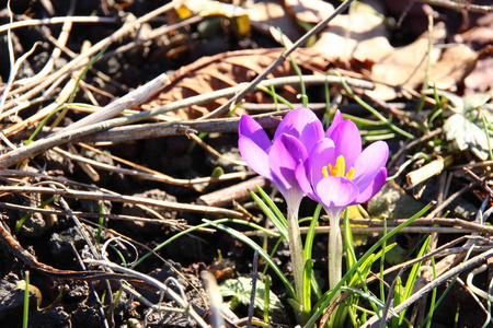 花园 春天 繁荣的 自然 开花 紫色 花瓣 植物 番红花