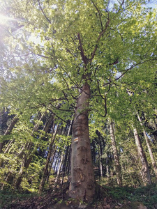 自然 森林 夏天 美女 风景 旅行 公园 俄罗斯 美丽的