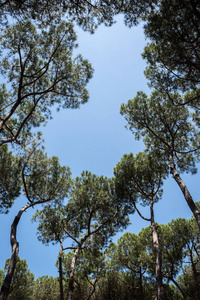 夏天 公园 树叶 树干 风景 太阳 自然 季节 分支 松木