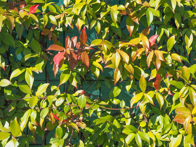 植被 树叶 建筑学 建设 常春藤 篱笆 植物 绿色植物 自然