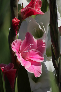 花的 自然 特写镜头 美丽的 春天 花园 盛开 夏天 唐菖蒲